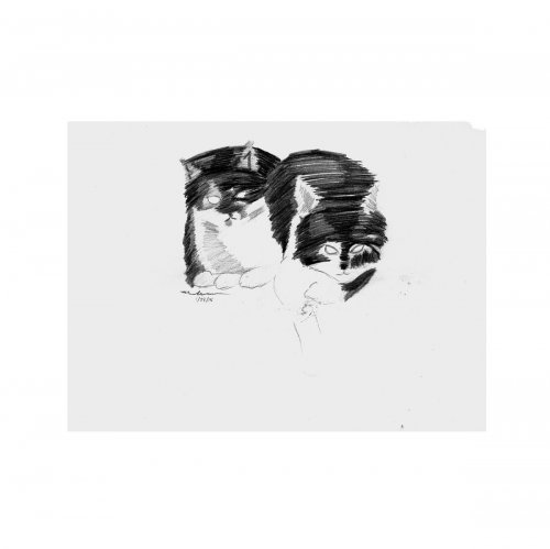 Gatos 1
