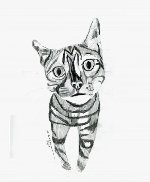 Gatos 3